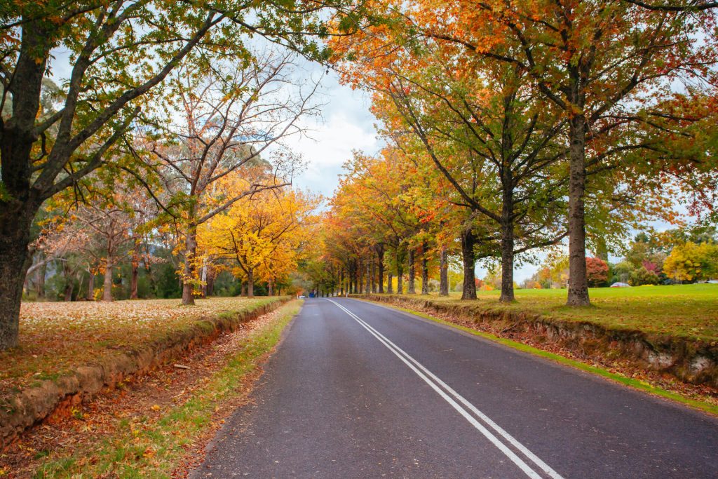 Stretch of road between fields and trees during Autumn | Featured image for Quaint Little Towns in NSW blog for East Coast Car Rentals.